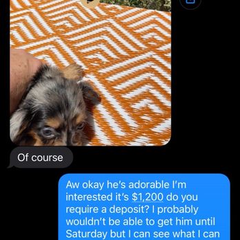 Crystals Creations - Lying saying it was a purebred - Pet Breeders Near Me Crystals Creations - Lying saying it was a purebred - Pet Breeders Near Me