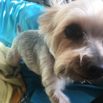 Puppy Resources - Pet Services Near Me - Bronx, New York