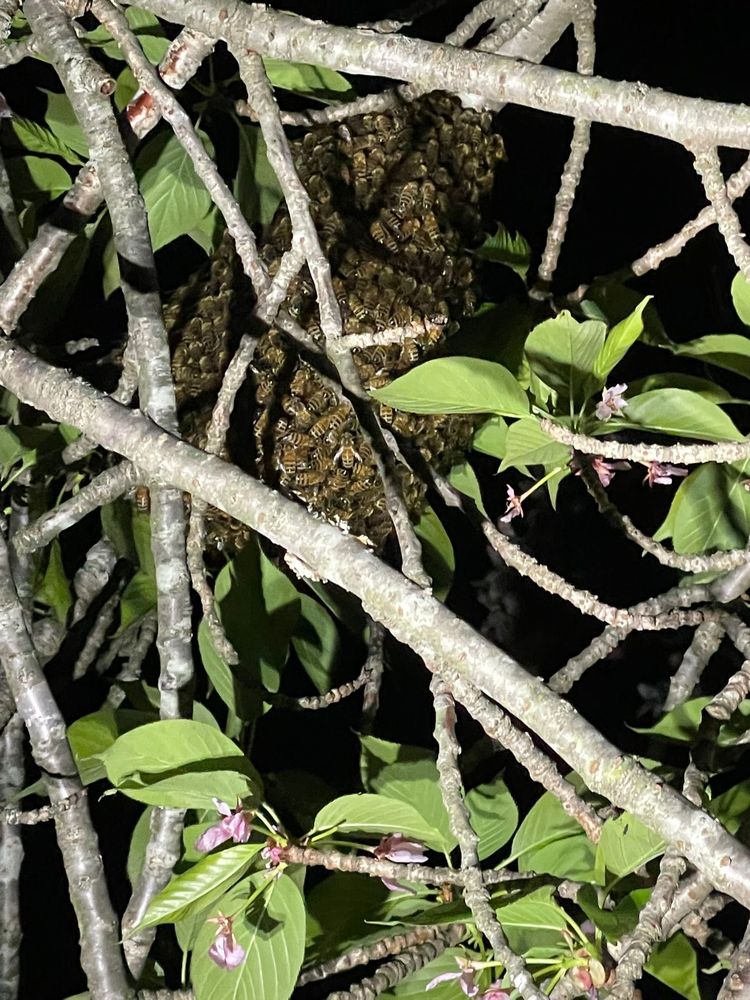 Luna Apiaries - beekeeping in Lutherville, MD