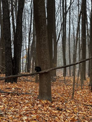 Maybury State Park by null