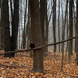 Maybury State Park