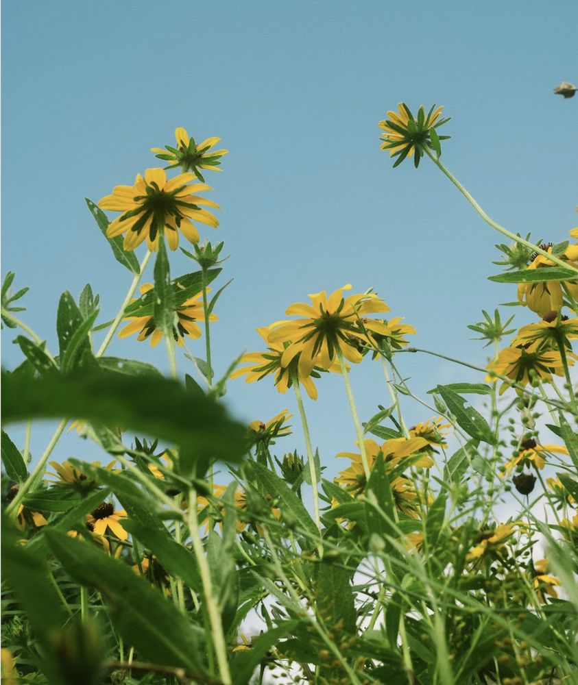 Jennifer Bardenheuer - septic in Sonora, CA