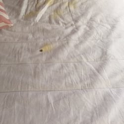 Kate's Place Vacation Rental - Urine stained mattress cover in master bedroom. Sheets and pilows in all rooms had blood and urine stains.