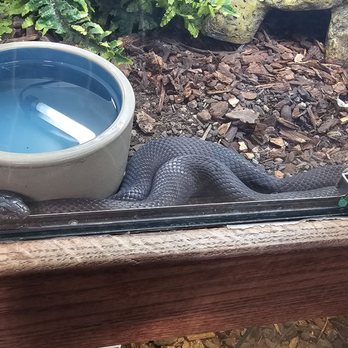 East Bay Vivarium - Snakes can not even stretch in this tiny enclosure - Reptile Shops Near Me - Berkeley, California East Bay Vivarium - Snakes can not even stretch in this tiny enclosure - Reptile Shops Near Me - Berkeley, California