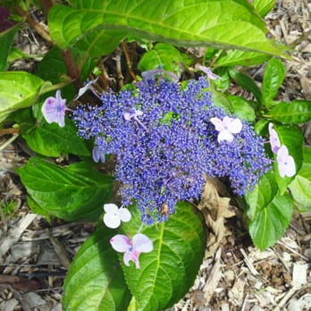 Kula Botanical Gardens - even the flowers have flowers. - Parks Near Me - Kula, Hawaii Kula Botanical Gardens - even the flowers have flowers. - Parks Near Me - Kula, Hawaii