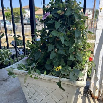 Armstrong Garden Centers - This is the black eyed Susan that I did manage to repot and keep alive. - Nurseries & Gardening Near Me - Torrance, California