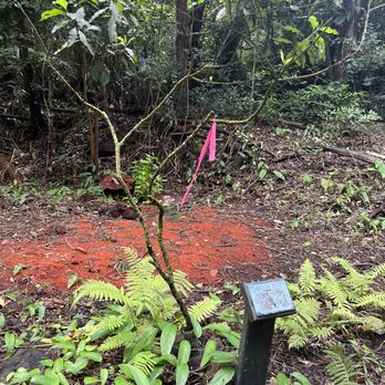 Makiki Valley Trail - Has educational signs in the beginning. - Hiking Near Me - Honolulu, Hawaii