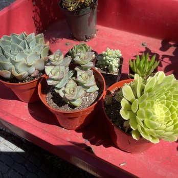 Yarrow Nursery - Great succulent selection! - Nurseries & Gardening Near Me - Oakland, California
