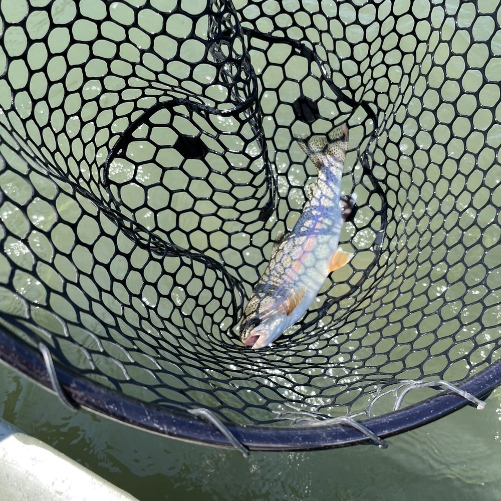 Sweetwater Fly Shop - Rainbow Trout - Tours Near Me - Livingston, Montana Sweetwater Fly Shop - Rainbow Trout - Tours Near Me - Livingston, Montana