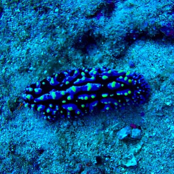 Seasport Divers - Nudi - Scuba Diving Near Me - Koloa, Hawaii Seasport Divers - Nudi - Scuba Diving Near Me - Koloa, Hawaii