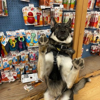 Balanced K-9 - Trip to country max - Dog Walkers Near Me Balanced K-9 - Trip to country max - Dog Walkers Near Me