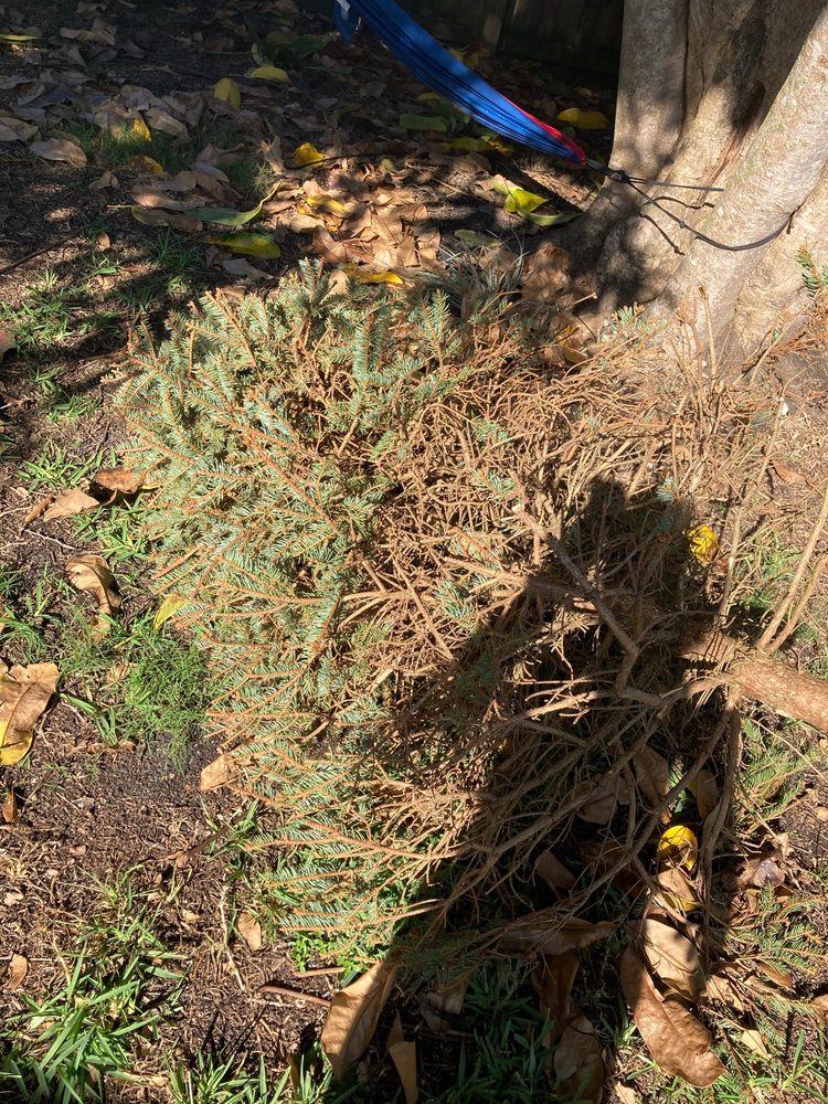 BELLA CHRISTMAS TREES Updated October 2024 26 Photos 17091