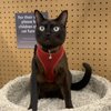 Petland Jacksonville gift card