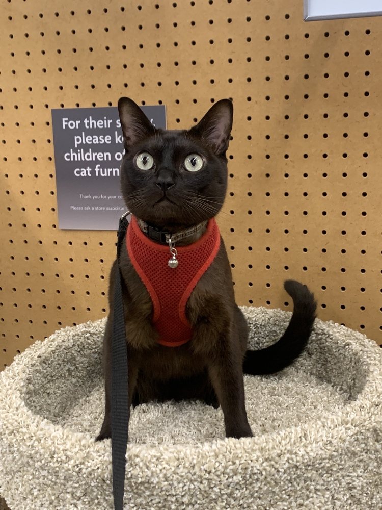 Petland Jacksonville Image