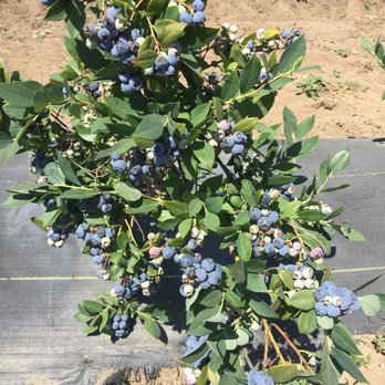 Jessop Farms - Farmers Market Near Me - Ripon, California
