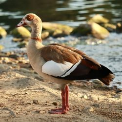 Laguna Lake Park - Egyptian goose