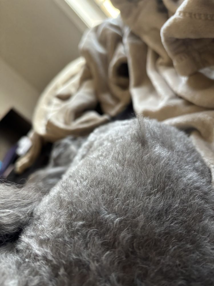 Dog Krazy Image