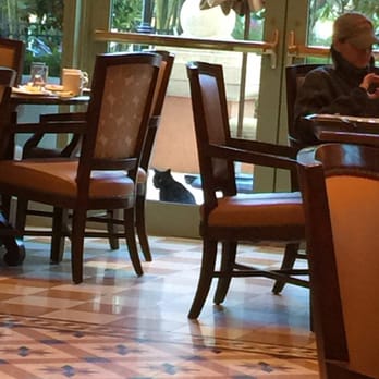 JW Marriott - Hotel feline mascot? Cute. - Hotels Near Me - Orlando, Florida JW Marriott - Hotel feline mascot? Cute. - Hotels Near Me - Orlando, Florida