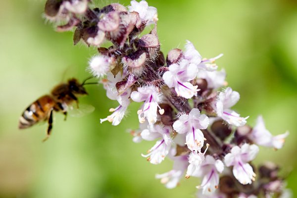Ready-to-Grow Gardens by null