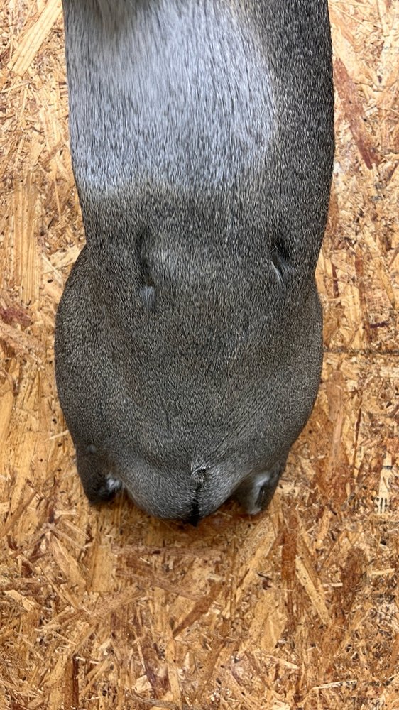 Backwoods Taxidermy - taxidermy in Fayetteville, TN