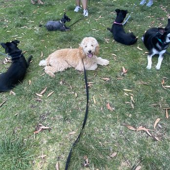 Dog Tired - Working on several commands and socializing! - Dog Walkers Near Me - San Diego, California Dog Tired - Working on several commands and socializing! - Dog Walkers Near Me - San Diego, California