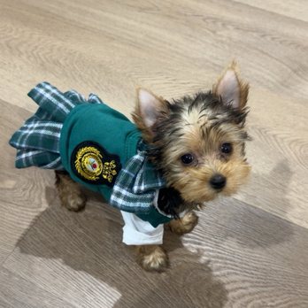 Poshable Puppies Chicago - Mia 10 weeks old - Pet Breeders Near Me - Addison, Illinois Poshable Puppies Chicago - Mia 10 weeks old - Pet Breeders Near Me - Addison, Illinois