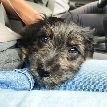 Providence Animal Center - Veterinarians Near Me - Media, Pennsylvania Providence Animal Center - Veterinarians Near Me - Media, Pennsylvania
