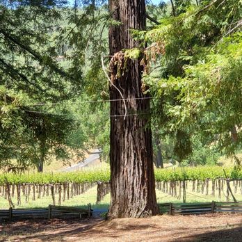 Nelson Family Vineyards - Cabernet sauvignon vines just beyond the redwood grove - Wineries Near Me - Ukiah, California Nelson Family Vineyards - Cabernet sauvignon vines just beyond the redwood grove - Wineries Near Me - Ukiah, California