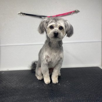 Austin Mobile Spaws - Before and after by Jaquelyn. - Pet Groomers Near Me