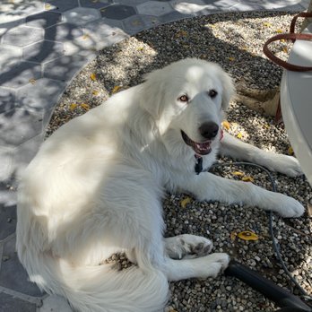 Lodge Bread - Happy pup - Bakeries Near Me - Los Angeles, California Lodge Bread - Happy pup - Bakeries Near Me - Los Angeles, California