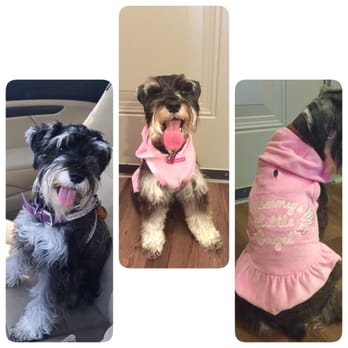 Petco - Before her haircut and after her hair cut. I even bought her a cute little shirt. - Pet Stores Near Me - Frisco, Texas