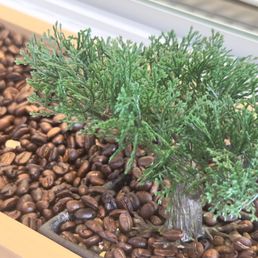 Close-up of the trees at the front counter. Close-up of the trees at the front counter.