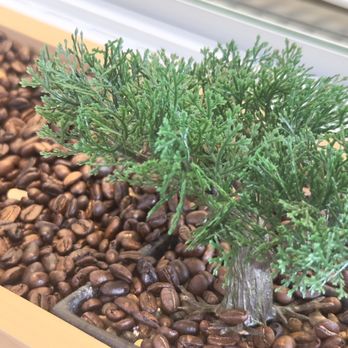 Trees Organic Coffee - Close-up of the trees at the front counter. - Coffee & Tea Near Me - Vancouver, British Columbia Trees Organic Coffee - Close-up of the trees at the front counter. - Coffee & Tea Near Me - Vancouver, British Columbia
