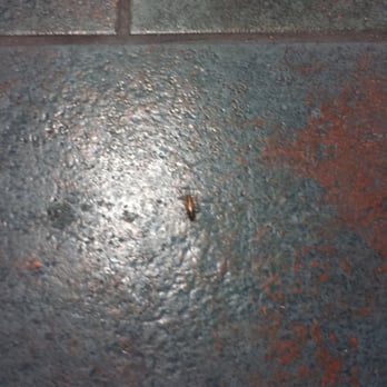 Mr Clean Coin Laundries - This roach stopped to say hi. - Laundry Services Near Me - Spring Valley, California Mr Clean Coin Laundries - This roach stopped to say hi. - Laundry Services Near Me - Spring Valley, California