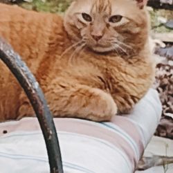 Wallricks Thomas DVM - Hobbs is a big healthy orange cat. Monday we woke up and his right ear lobe was swollen probably from ear mites, do not even get me wrong.