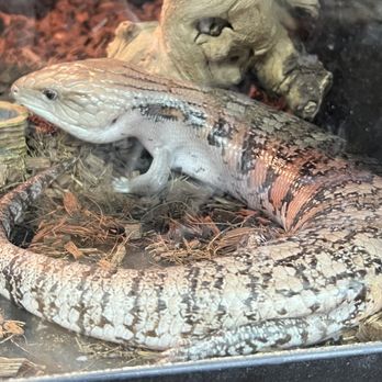 Freddy’s Reptiles - Freddy's Reptiles 1729 East Charleston Blvd. Suite E 1/12/2024 - Reptile Shops Near Me - Las Vegas, Nevada