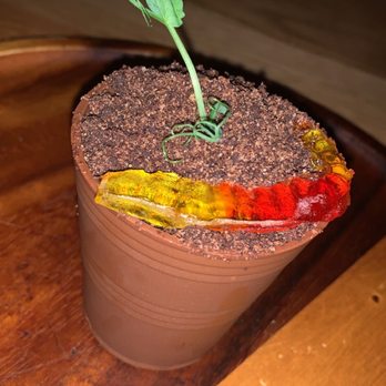 Haven - Dirt dessert rating 7/10 - Venues & Event Spaces Near Me - Tampa, Florida Haven - Dirt dessert rating 7/10 - Venues & Event Spaces Near Me - Tampa, Florida
