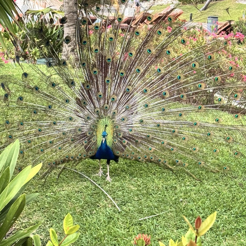 Grand Oasis Cancún - Peacock on grounds - Hotels Near Me - Cancún, ROO