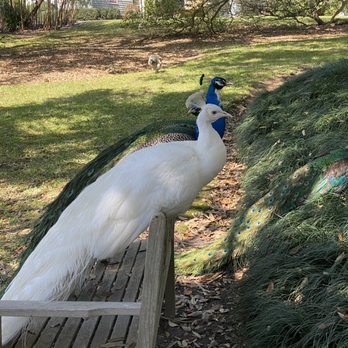 Rip Van Winkle Gardens - Peacocks! - Venues & Event Spaces Near Me - New Iberia, Louisiana Rip Van Winkle Gardens - Peacocks! - Venues & Event Spaces Near Me - New Iberia, Louisiana