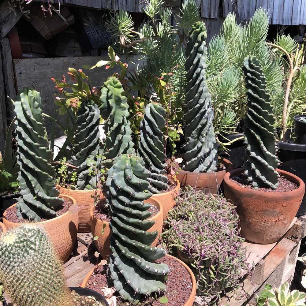 California Cactus Ranch - Nurseries & Gardening Near Me - Reseda, California California Cactus Ranch - Nurseries & Gardening Near Me - Reseda, California