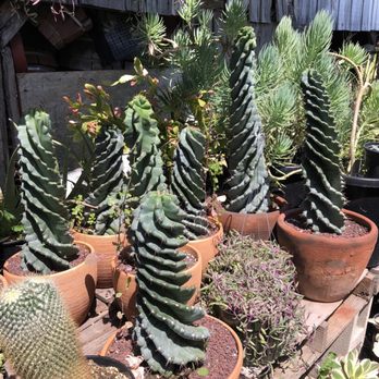 California Cactus Ranch - Nurseries & Gardening Near Me - Reseda, California