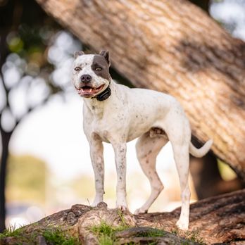 Rockem Dog Training - Pet Training Near Me Rockem Dog Training - Pet Training Near Me