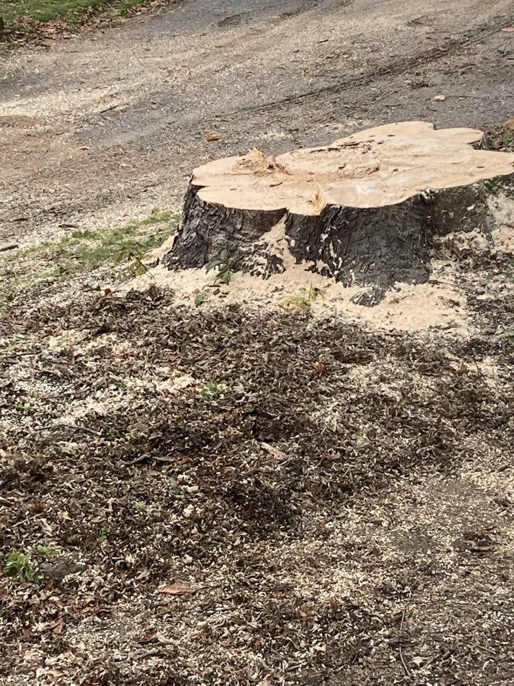 MCCLURE’S TREE SERVICE Updated October 2024 32 Rose Ln, Keene, New