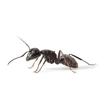 Ralph & Sons Pest Control - Pest Control Near Me Ralph & Sons Pest Control - Pest Control Near Me
