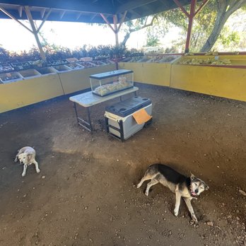 Koloa Fruit Stand - Doggies! - Fruits & Veggies Near Me - Koloa, Hawaii