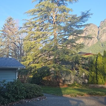Green Nature Tree Service - Deodar cedar before being removed - Tree Services Near Me - Fall City, Washington Green Nature Tree Service - Deodar cedar before being removed - Tree Services Near Me - Fall City, Washington