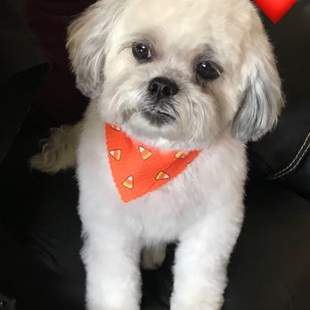 Lisa's Doghouse - Pet Groomers Near Me - Mesa, Arizona