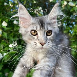 TaLynn King Coons - Available NOW!!Black Silver Ticked Maine Coon Girl