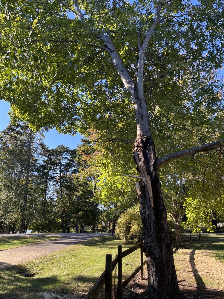 United Tree Company - tree service in Lexington, NC