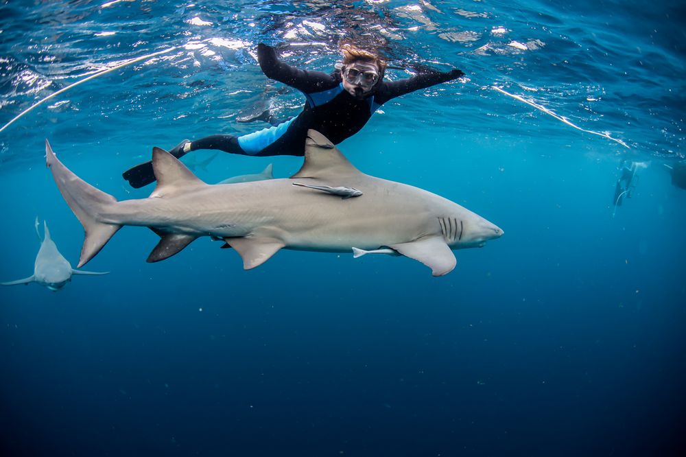 CALYPSO DIVE CHARTERS 200 E 13th St, Riviera Beach, Florida Scuba